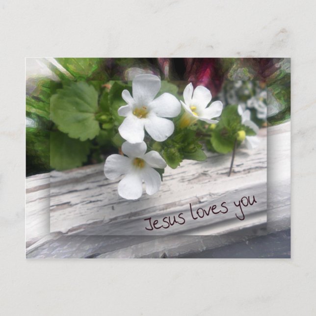 Mi postal de oveja (Anverso)