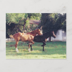 MI SOMBRA Y MI SOMBRA - postal