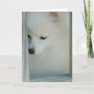 Mi tarjeta de felicitación de Pomeranian del chica