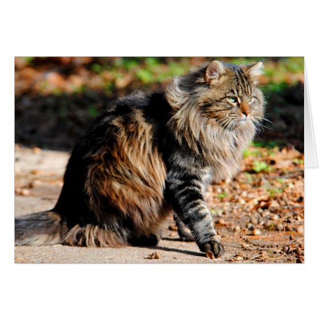 Mi tarjeta de gato Acorn Maine (Anverso (Horizontal))