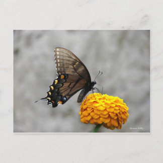 Mi tarjeta de mariposa