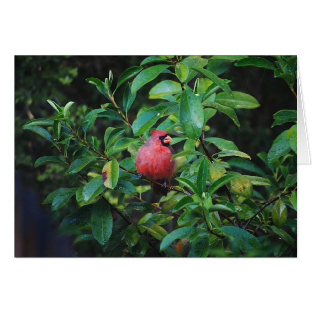 Mi tarjeta del cardenal de las virtudes (Anverso (Horizontal))