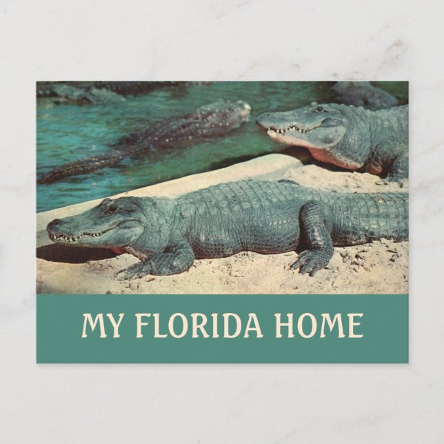 Mi Tarjeta Postal de Gator de la Casa de Florida (Anverso)