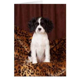 Micah de color raro Cavalier King Charles Spaniel