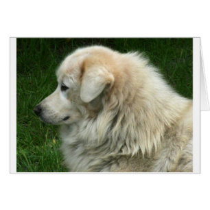 Michael el Maremma