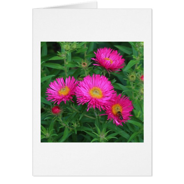Michaelmas Daisies (Frente)
