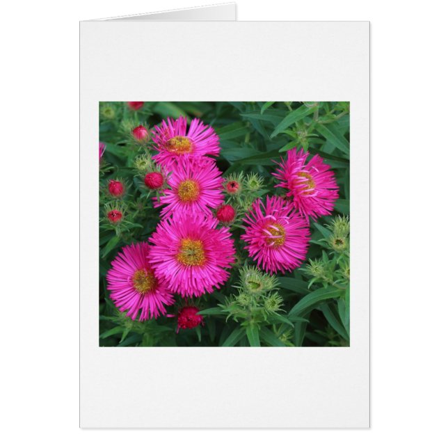 Michaelmas Daisies (Frente)