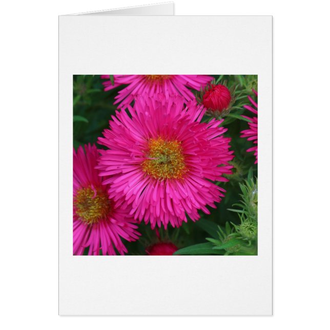 Michaelmas Daisies (Frente)