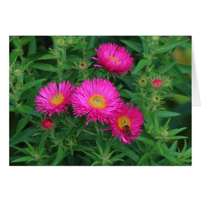 Michaelmas Daisies y Bee (Anverso (Horizontal))