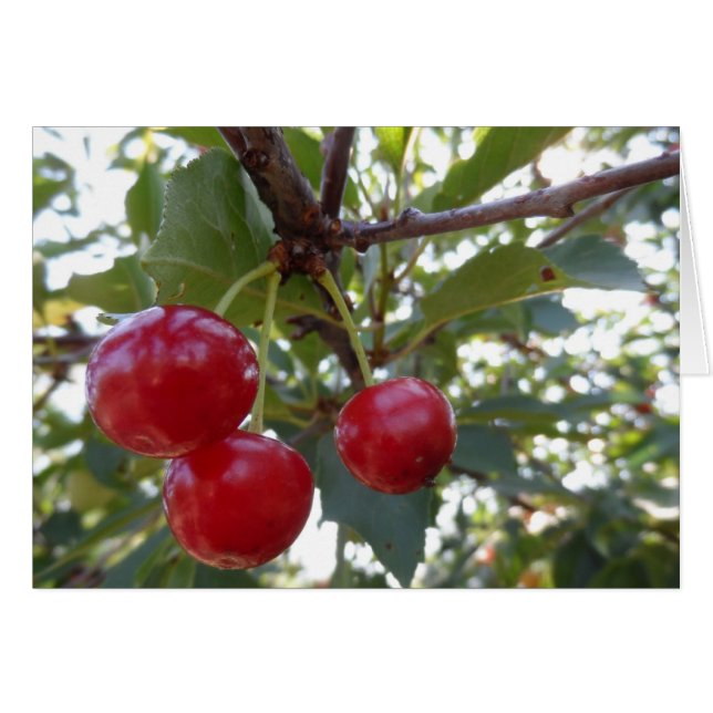 Michigan Cherries (Anverso (Horizontal))