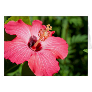 Míchigan, Dearborn. Detalle de Hibisco Rosa