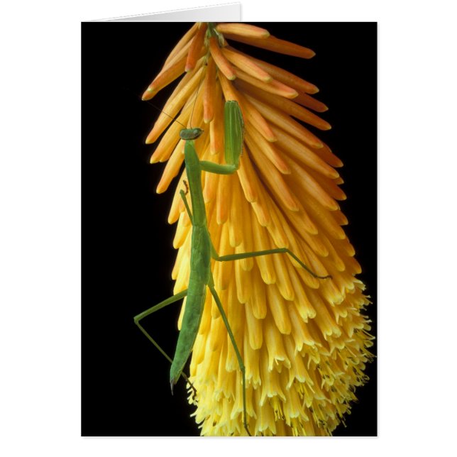 Michigan, Rochester Hills. Orando a los antis en r (Frente)