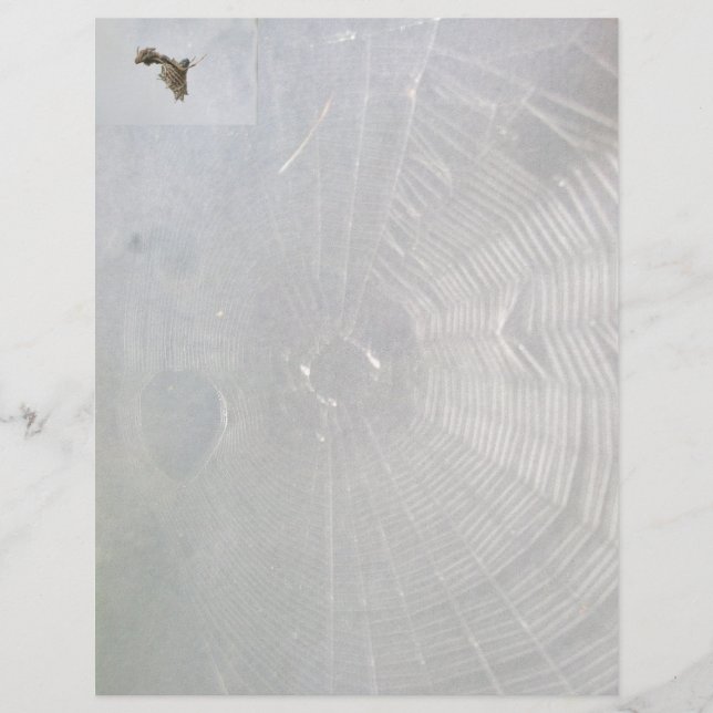 Micrathena Papel con membrete de araña y telaraña (Anverso)