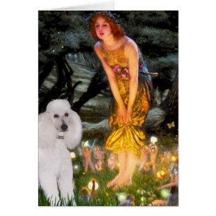 MidEve - Poodle estándar blanco