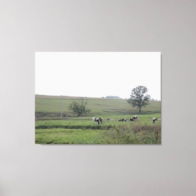 Midwest Farm Dairy Cows arte fotográfico en pared (Anverso)