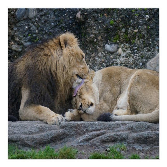 Mighty Lion Love Poster (Anverso)