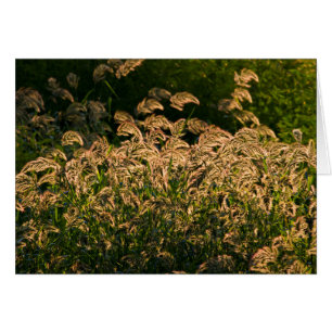 Mijo Silvestre (Panicum Sp.) Creciendo En Humedal