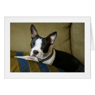 Miley, el estúpido del Boston Terrier