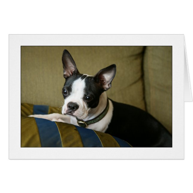 Miley, el estúpido del Boston Terrier (Anverso (Horizontal))