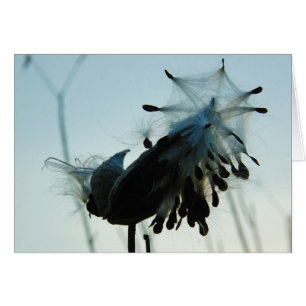 Milkweed