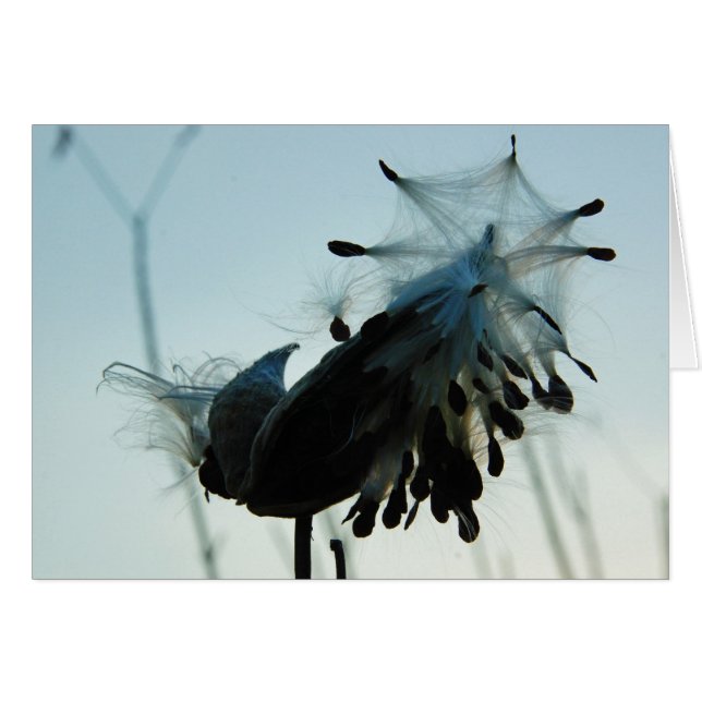 Milkweed (Anverso (Horizontal))