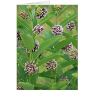 Milkweed común