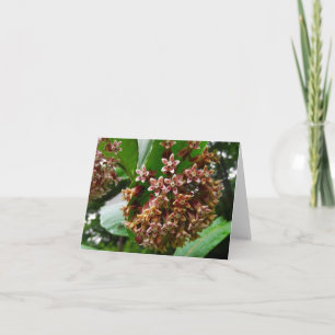 Milkweed del Wildflower de la tarjeta de nota del