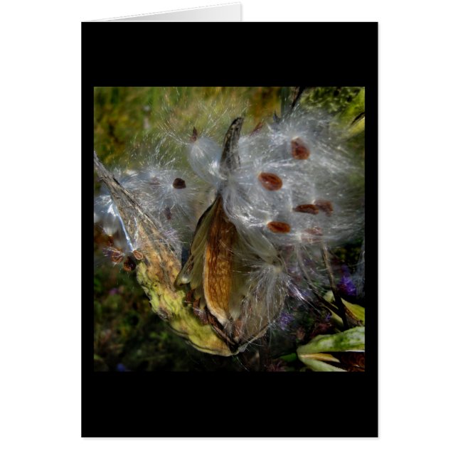 Milkweed Pod Frenzy (Frente)