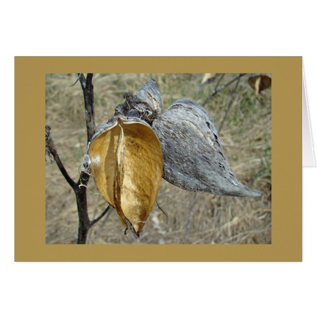 Milkweed Pods (Anverso (Horizontal))