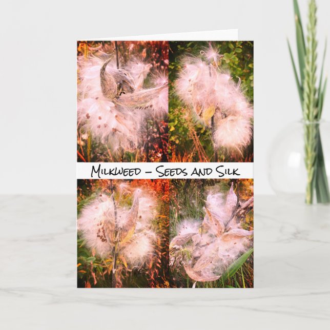 Milkweed | Sangria (Anverso)