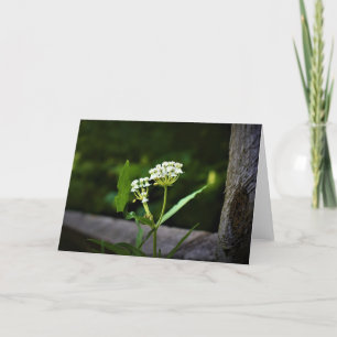Milkweed, tarjeta