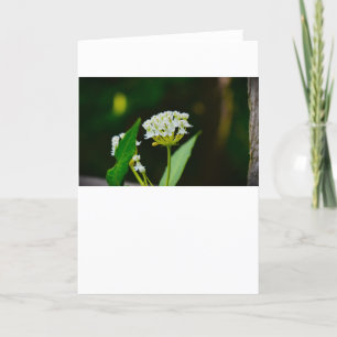 Milkweed, tarjeta
