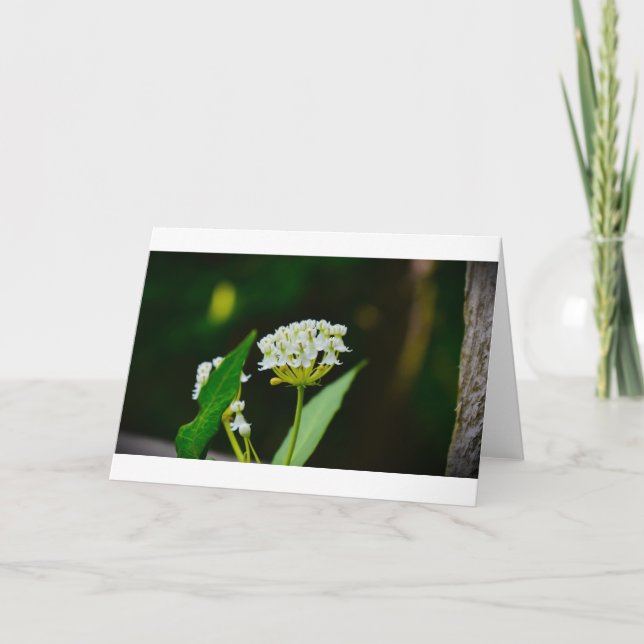 Milkweed, tarjeta (Anverso)