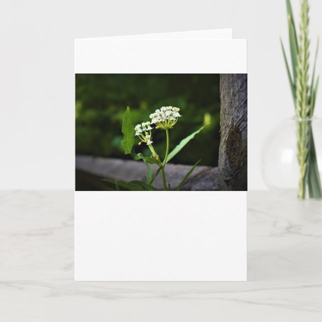 Milkweed, tarjeta (Anverso)