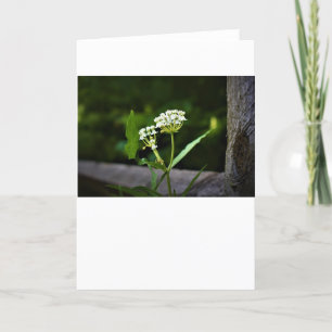 Milkweed, tarjeta