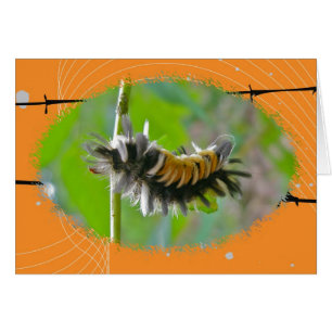 Milkweed Tussock Moth Caterpillar Orange Items