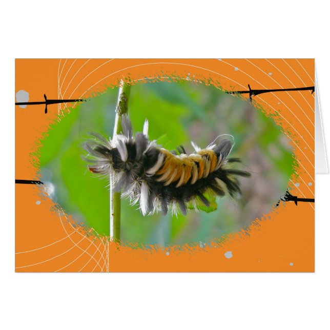 Milkweed Tussock Moth Caterpillar Orange Items (Anverso (Horizontal))