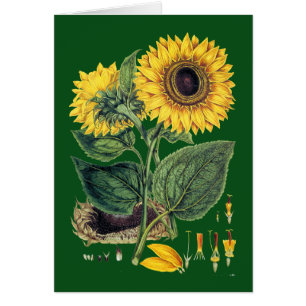 Miller: Girasol