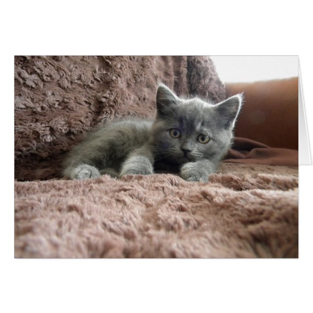 Milo Piddlewhiskers (Anverso (Horizontal))