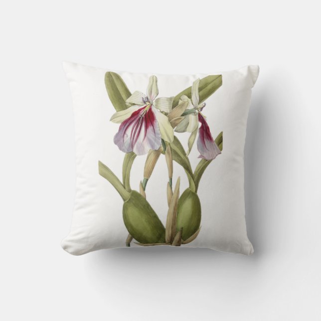 Miltonia Spectabilis almohada de tiro botánico orq (Anverso)