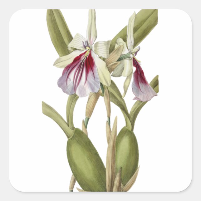 Miltonia Spectabilis pegatina botánico orquídea (Anverso)
