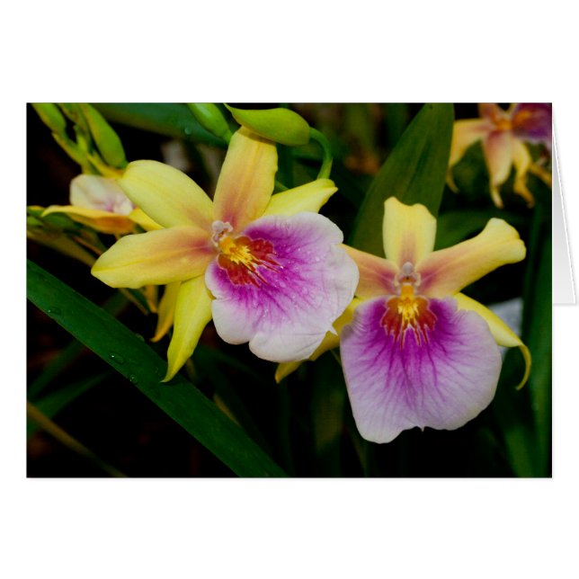 Miltonia Sunset (Anverso (Horizontal))