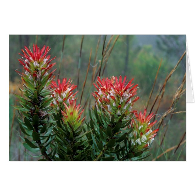 Mimetes Común (Mimetes Cucullatus) (Anverso (Horizontal))