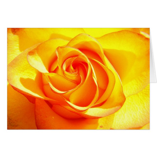 Mimi Rosa (Anverso (Horizontal))