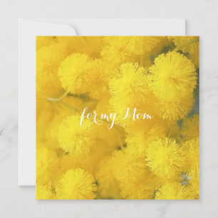 Mimosa. Flores de primavera amarillas.