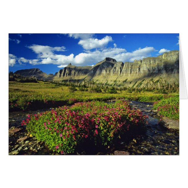 Mimulus de Logan Pass en Glacier National (Anverso (Horizontal))