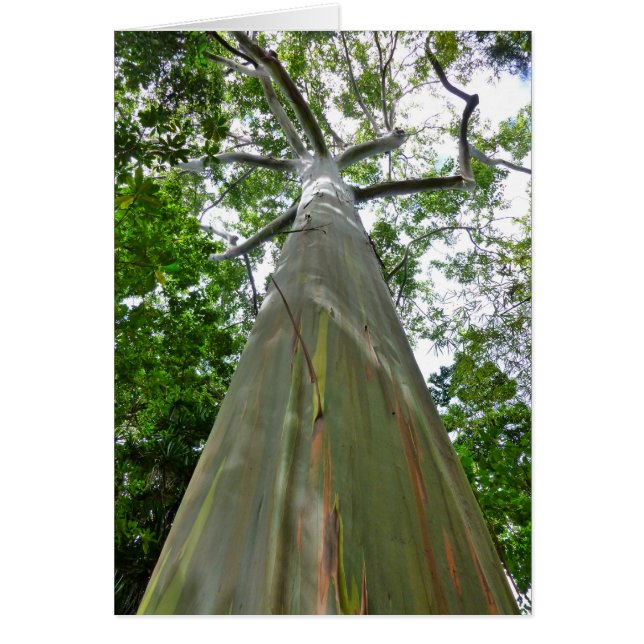 Mindanao Gum Tree (Frente)