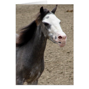Mini caballo en clase de libertad en un espectácul