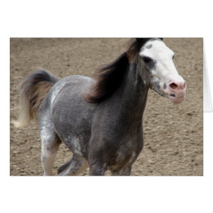 Mini caballo en clase de libertad en un espectácul