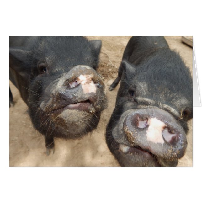 Mini cerdos negros de doble contacto personalizado (Anverso (Horizontal))